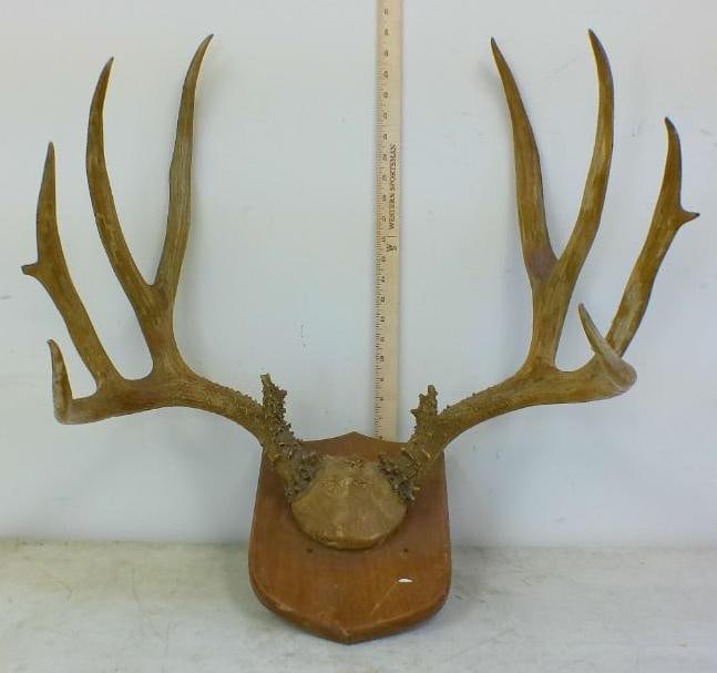 XL 10-Point WHITETAIL DEER Antler Rack on a Wood Plaque (1 of 2)