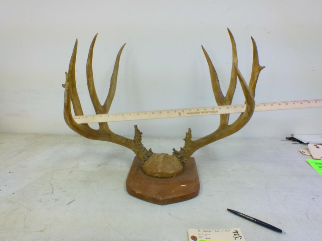 XL 10-Point WHITETAIL DEER Antler Rack on a Wood Plaque - 2