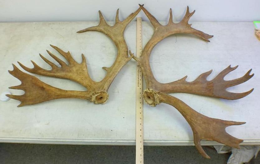 33-Point Set of CARIBOU Antler Cut Offs (1 of 3)