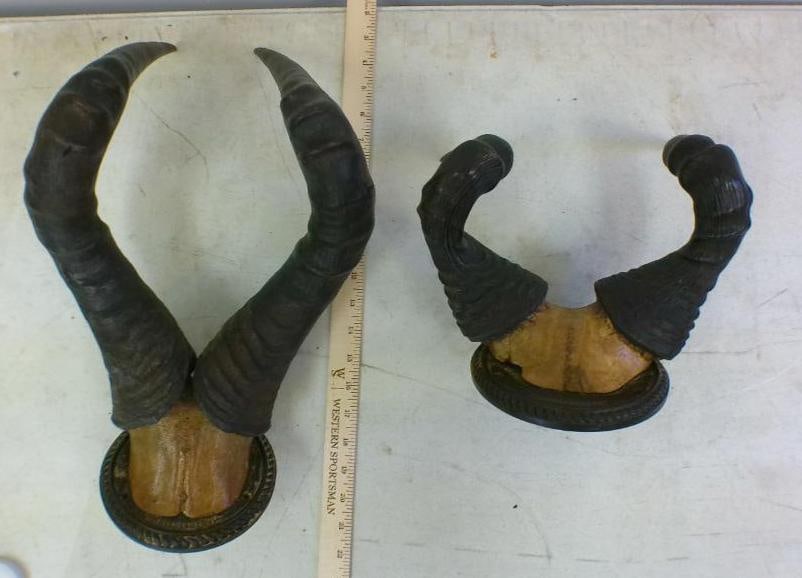 (2) HARTEBEEST Horn Sets on Copper Bases (1 of 4)