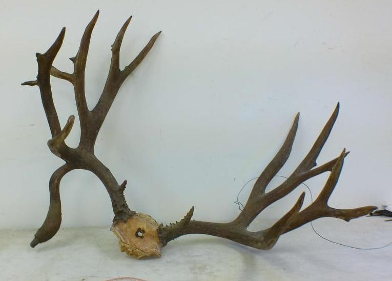 Big 15-Point MULE DEER Antler Rack with a Drop Tine on a Skull Cap: Big 15-Point MULE DEER Antler Rack. It has a 9" Long Drop Tine, a 35" Spread and it is on a Skull Cap. TAXIDERMY 