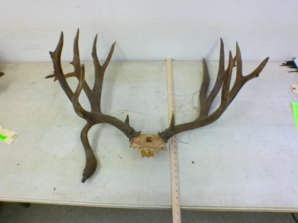 Big 15-Point MULE DEER Antler Rack with a Drop Tine on a Skull Cap - 2