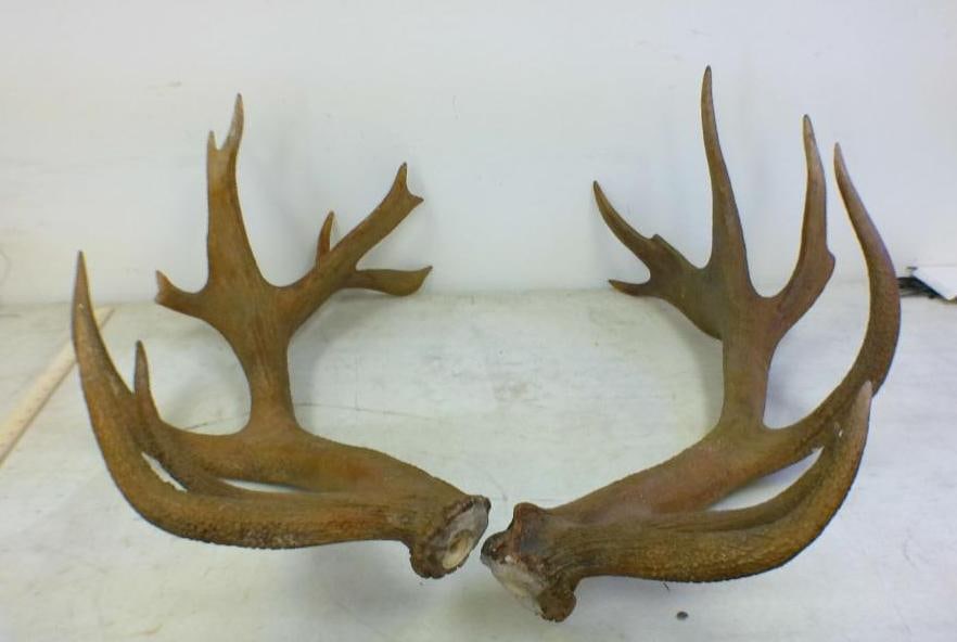 12-Point Pair of RED STAG Antler Sheds: 12-Point Pair of RED STAG Antler Sheds. They measure 39" Long. TAXIDERMY 