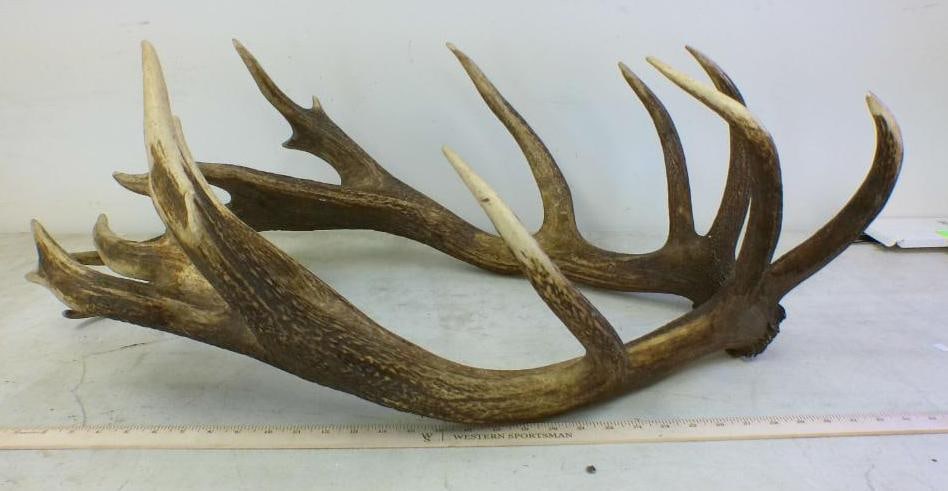 Set of XL 18-Point RED STAG Antler Sheds: Set of XL 18-Point RED STAG Antler Sheds. TAXIDERMY 