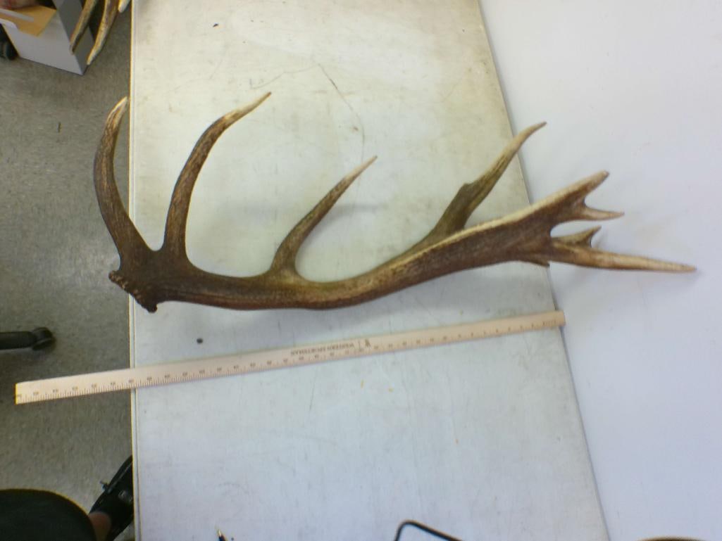 Set of XL 18-Point RED STAG Antler Sheds - 2