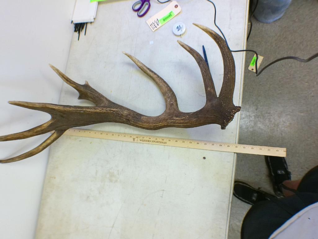 Set of XL 18-Point RED STAG Antler Sheds - 3