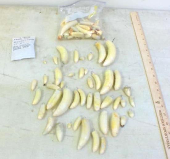 Over 2 lbs of Huge Loose ALLIGATOR Teeth with Wire for Jewelry or Mounting: 2 lbs 9 oz of Huge Loose ALLIGATOR Teeth with Wire for Jewelry or Mounting. There are 2 Teeth from the 2nd "Biggest Gator 13' 8" Long", the big tooth is from the snout (upper jaw). TAXIDERMY 