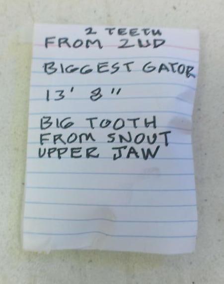 Over 2 lbs of Huge Loose ALLIGATOR Teeth with Wire for Jewelry or Mounting - 2