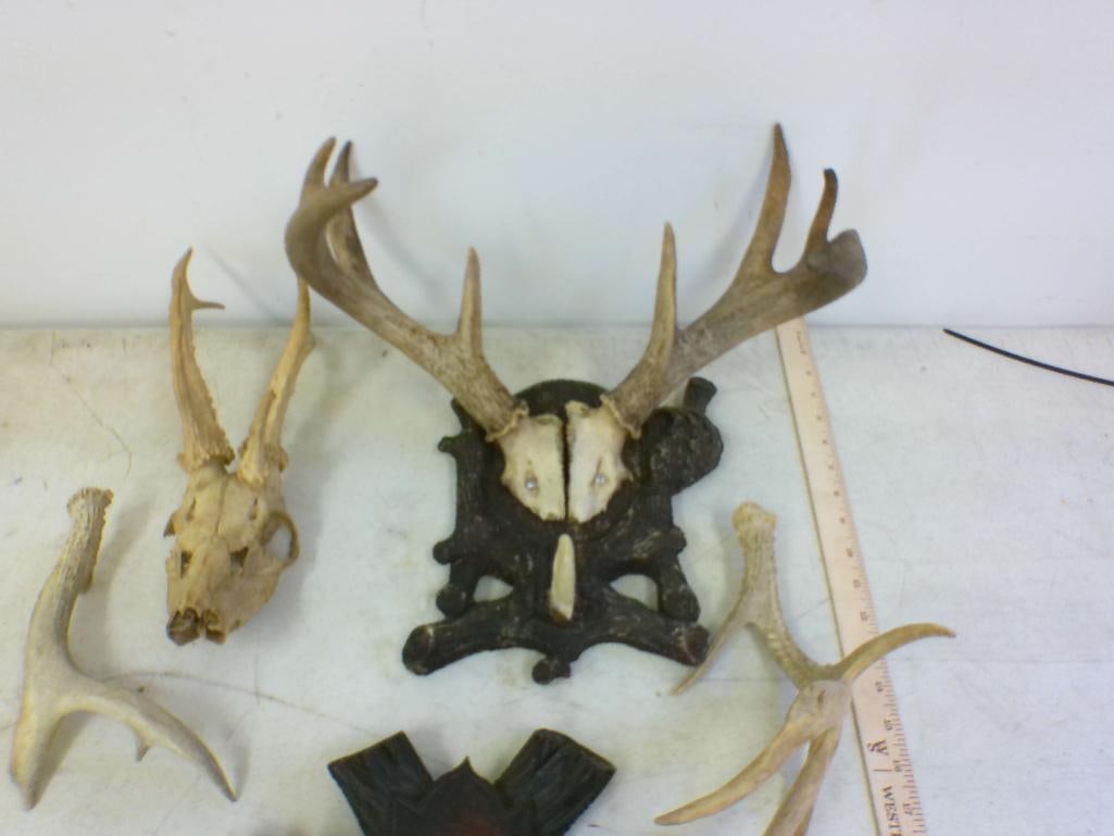 WHITETAIL DEER Rack, 2 Antler Cut Offs, XL ROE DEER Skull, 1 Black Forest Style Wood Plaque - 2