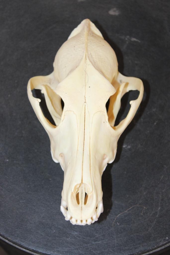 A-Grade COYOTE Skull: A-Grade COYOTE Skull with All its Teeth and intact Nasal Turbinates. It measures 7 5/8" Long x 4.25" Wide and has a Removable Jaw. TAXIDERMY SKULLS 