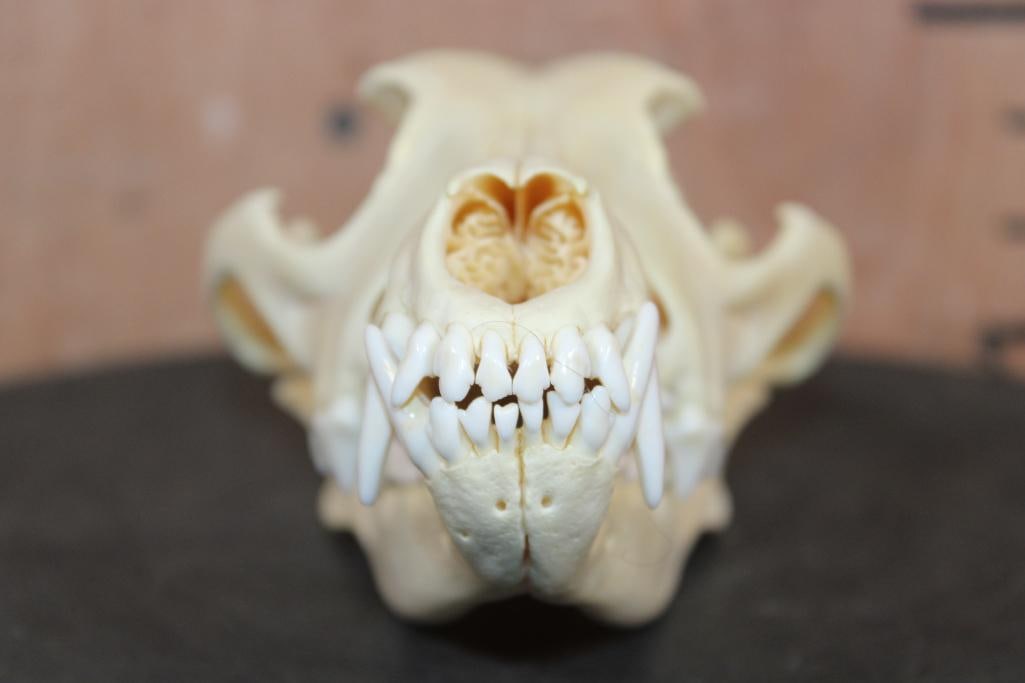 A-Grade COYOTE Skull - 2