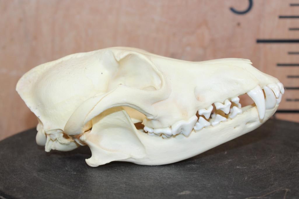 A-Grade COYOTE Skull - 3