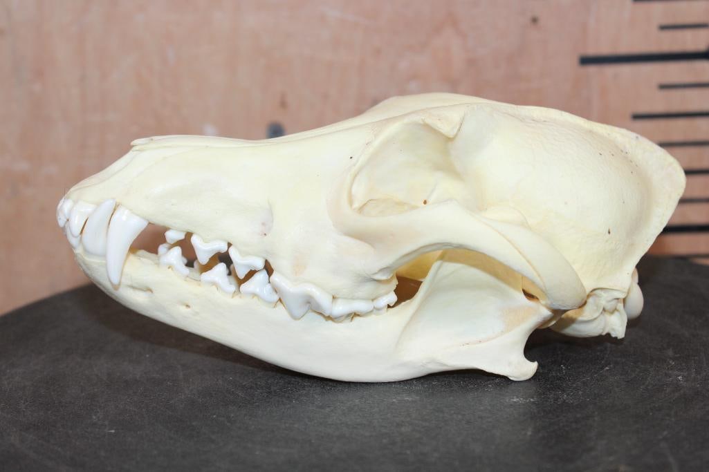 A-Grade COYOTE Skull - 4