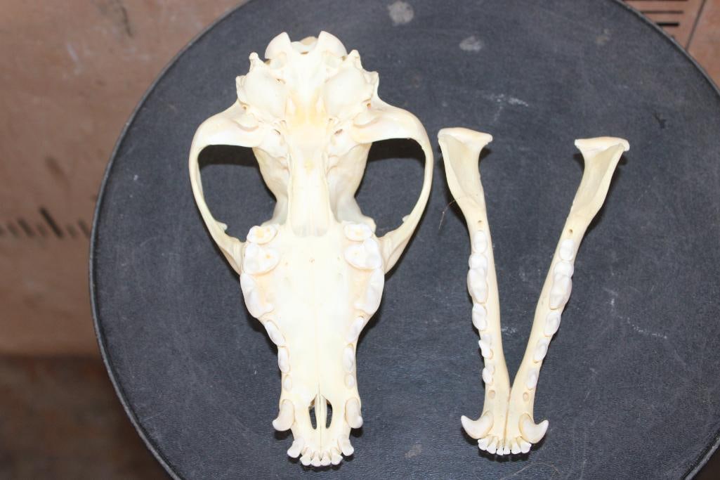 A-Grade COYOTE Skull - 5