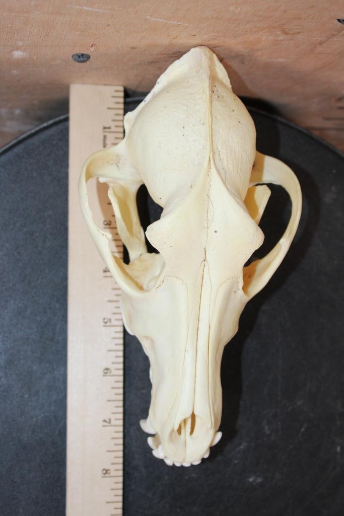 A-Grade COYOTE Skull - 6