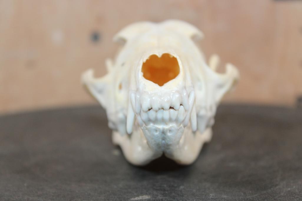 BLACK-BACKED JACKAL Skull - 2