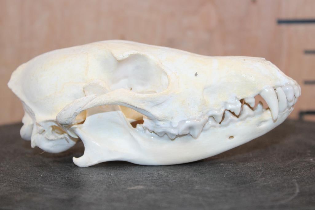 BLACK-BACKED JACKAL Skull - 3