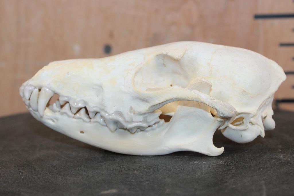 BLACK-BACKED JACKAL Skull - 4