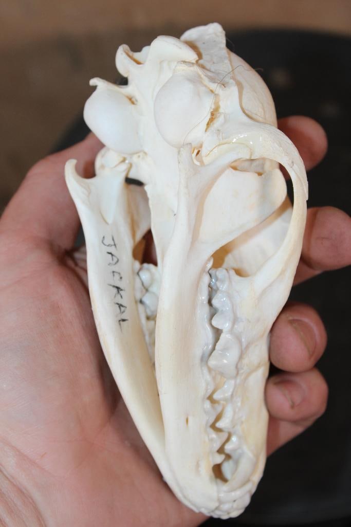 BLACK-BACKED JACKAL Skull - 5