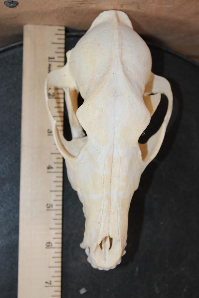 BLACK-BACKED JACKAL Skull - 6