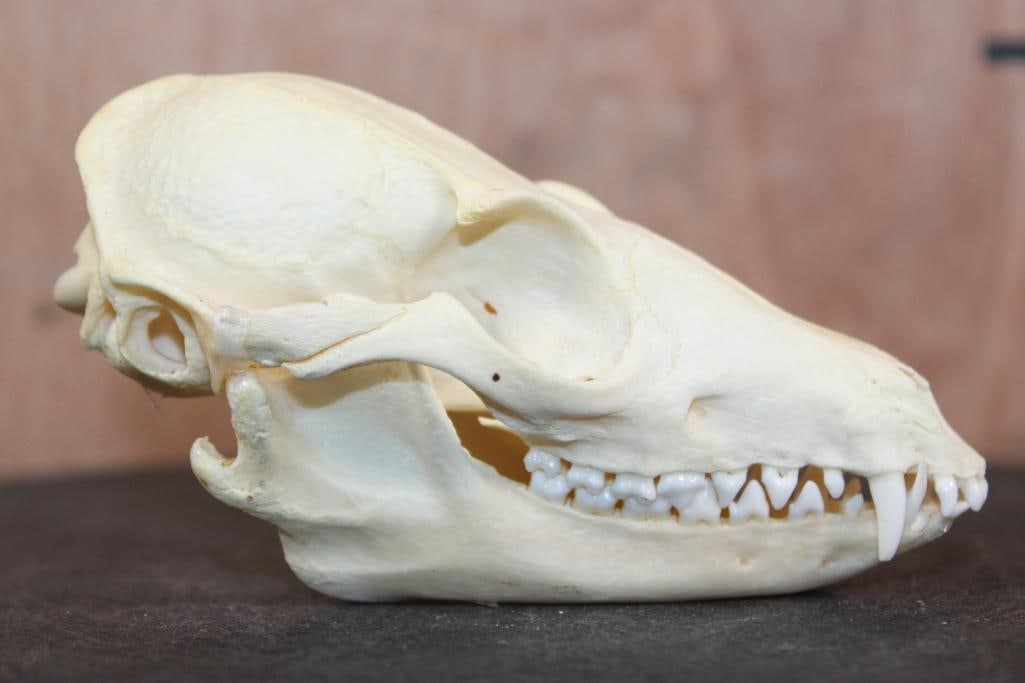 GREY FOX Skull - 2