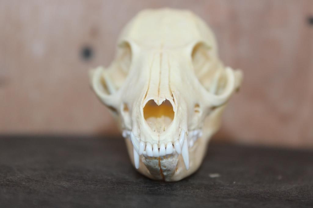 GREY FOX Skull - 3