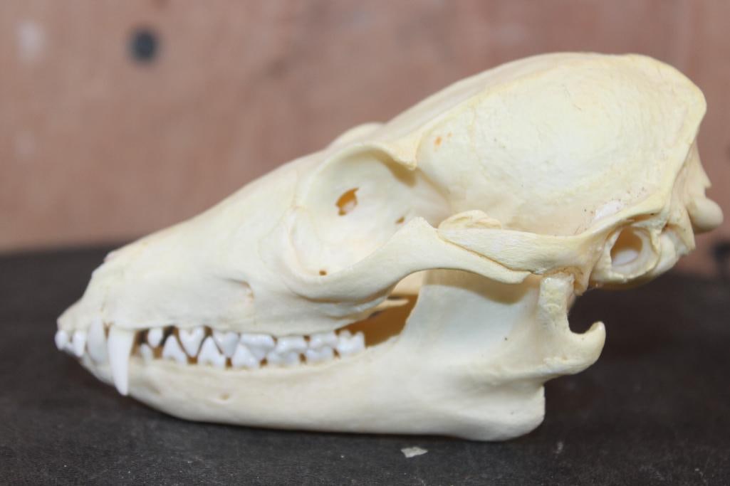 GREY FOX Skull - 4