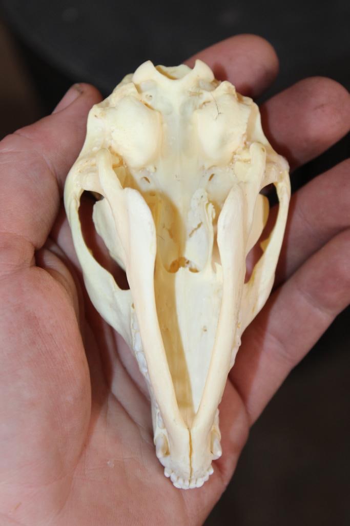 GREY FOX Skull - 5