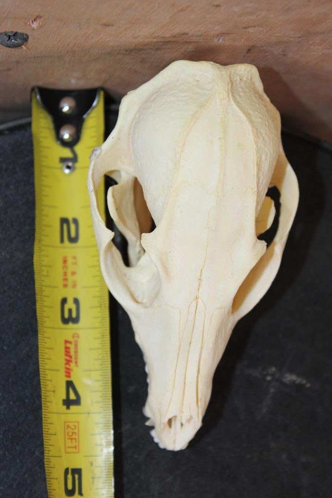 GREY FOX Skull - 6