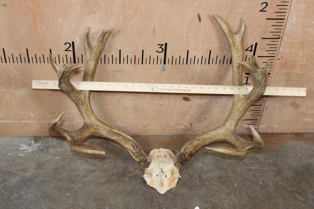 Big 15-Point MULE DEER Rack on a Skull Cap - 2