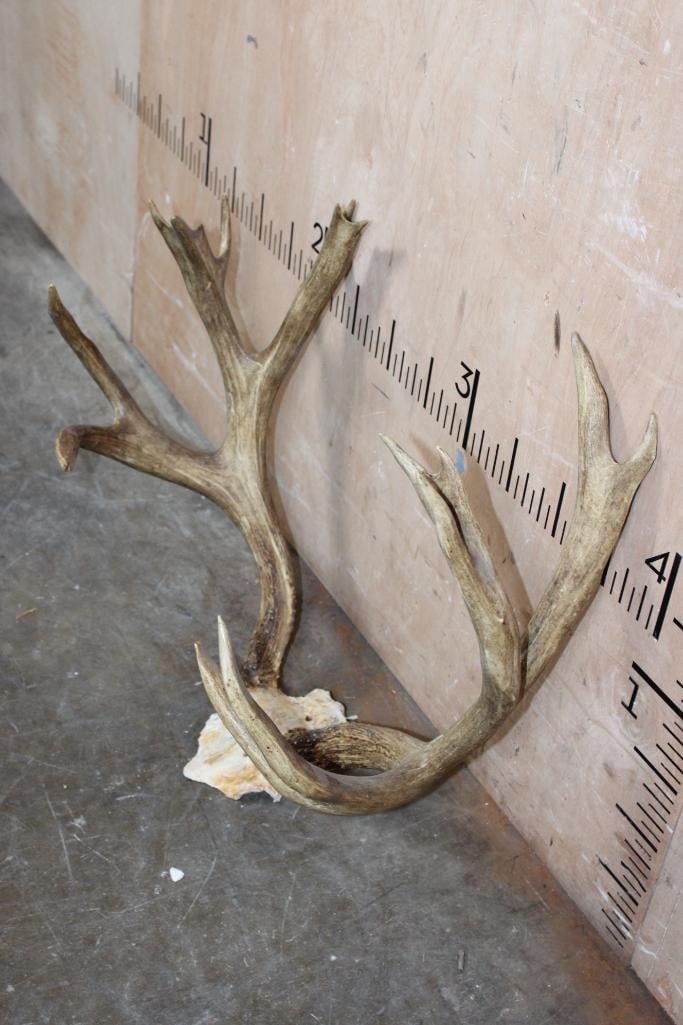 Big 15-Point MULE DEER Rack on a Skull Cap - 3