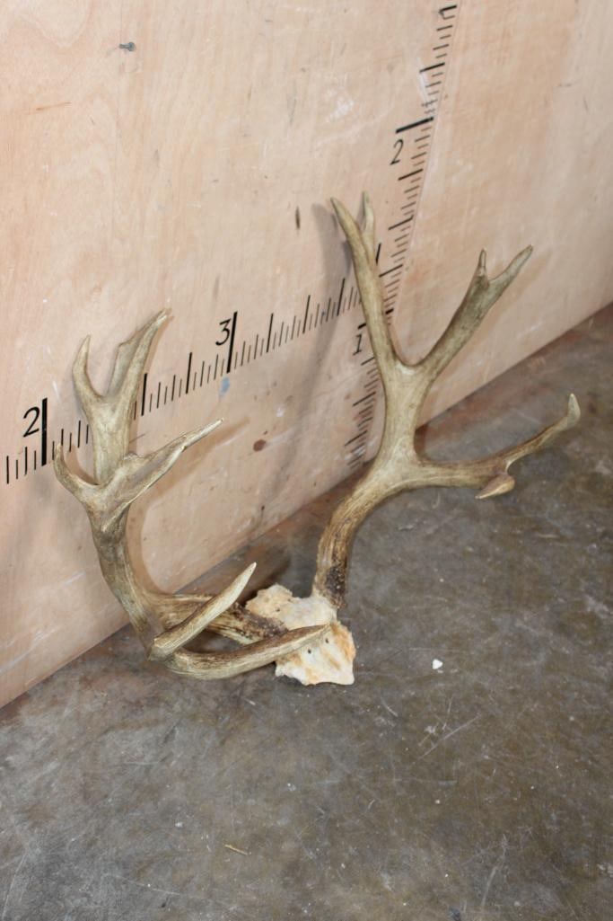 Big 15-Point MULE DEER Rack on a Skull Cap - 4