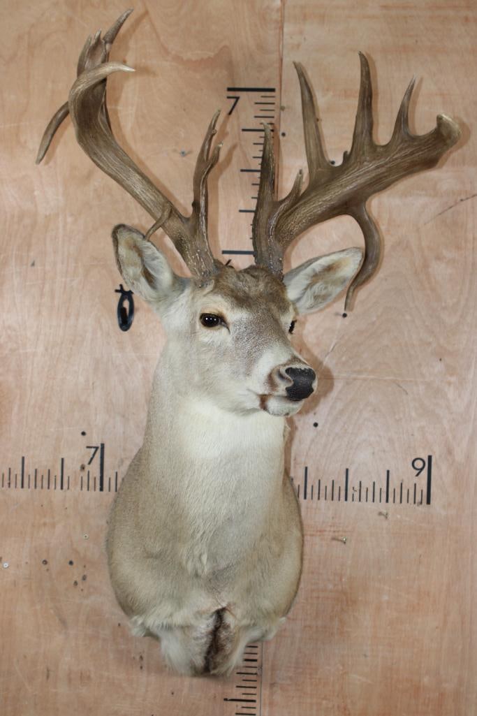 Big 20-Point WHITETAIL DEER Shoulder Mount with a Heavy Rack - 2