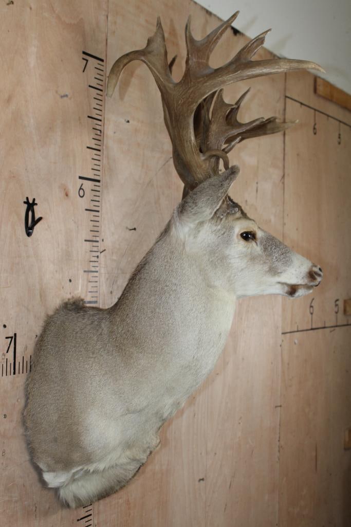 Big 20-Point WHITETAIL DEER Shoulder Mount with a Heavy Rack - 3