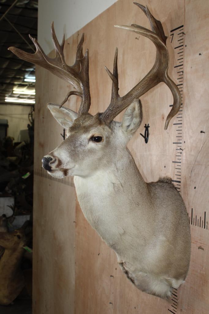 Big 20-Point WHITETAIL DEER Shoulder Mount with a Heavy Rack - 4