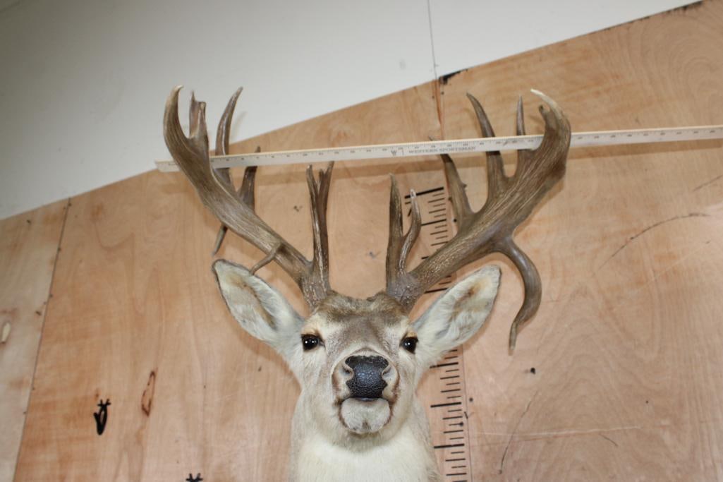 Big 20-Point WHITETAIL DEER Shoulder Mount with a Heavy Rack - 5