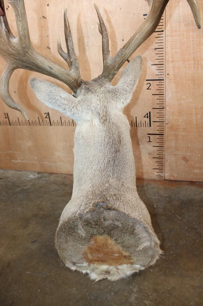 Big 20-Point WHITETAIL DEER Shoulder Mount with a Heavy Rack - 6