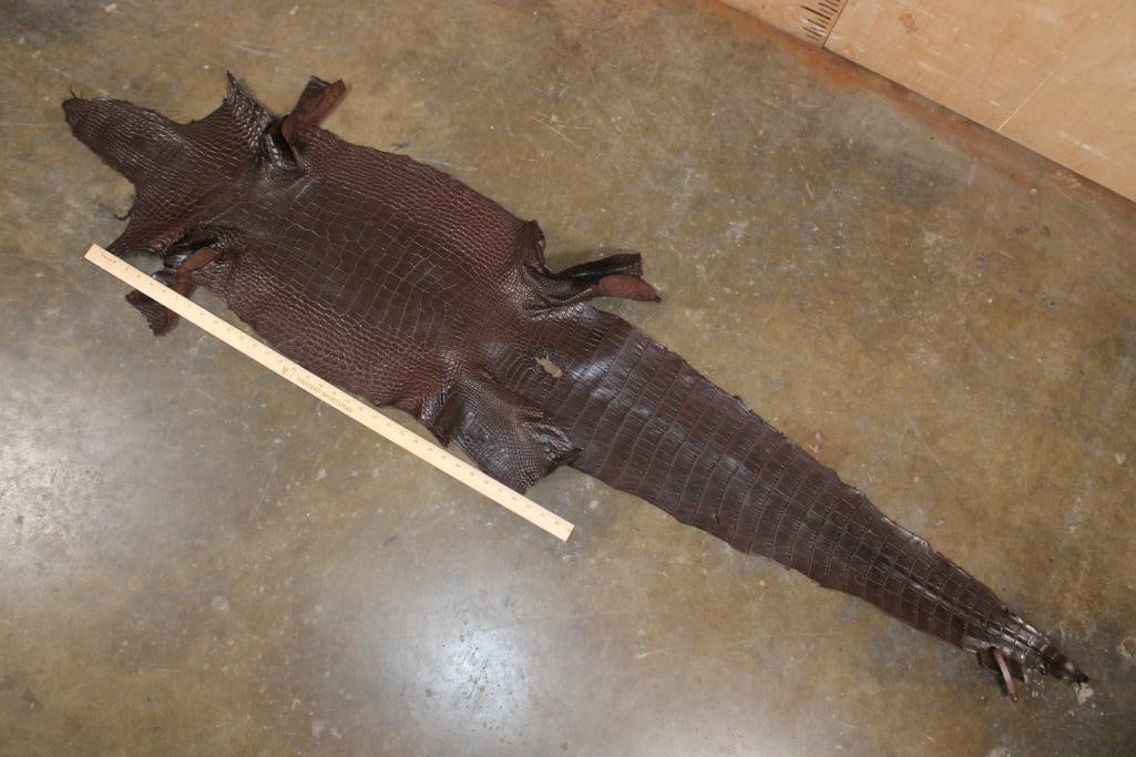 *New* Soft and Tanned "Chocolate" ALLIGATOR Belly Hide, Leather, or Skin - 2