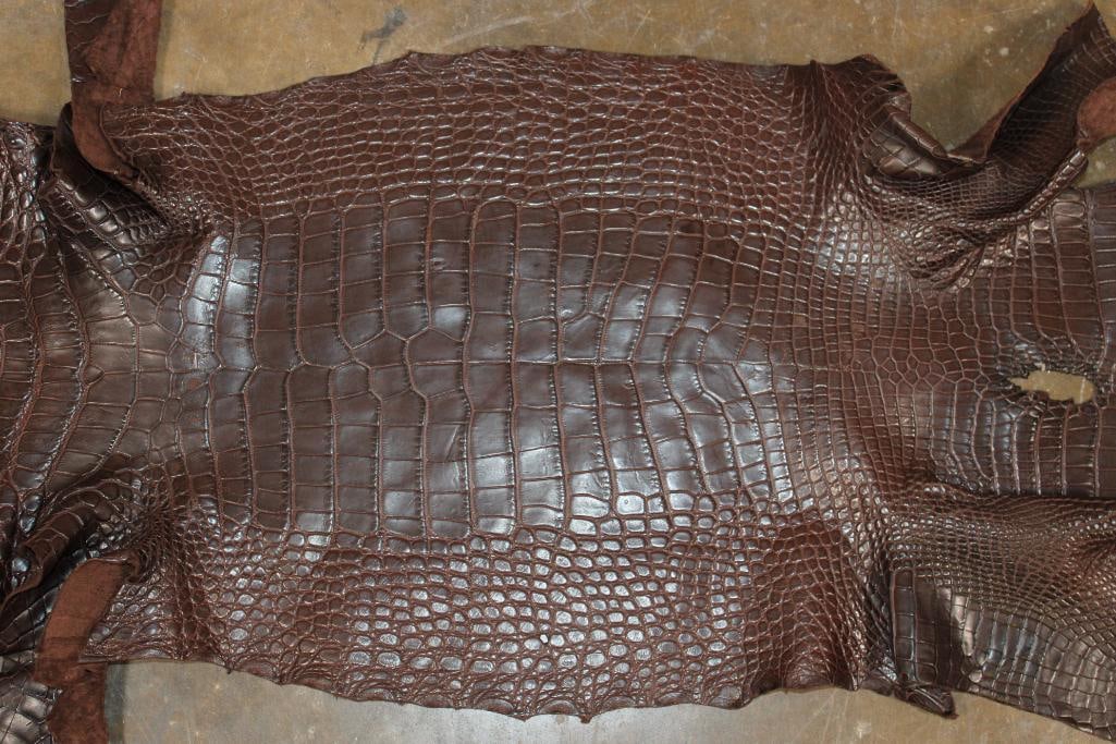 *New* Soft and Tanned "Chocolate" ALLIGATOR Belly Hide, Leather, or Skin - 3