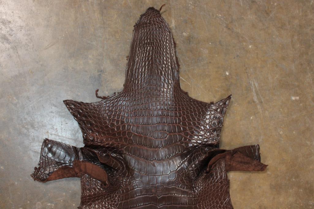 *New* Soft and Tanned "Chocolate" ALLIGATOR Belly Hide, Leather, or Skin - 4