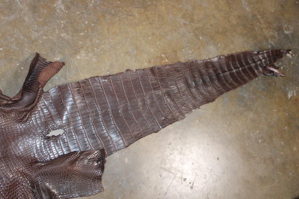 *New* Soft and Tanned "Chocolate" ALLIGATOR Belly Hide, Leather, or Skin - 5