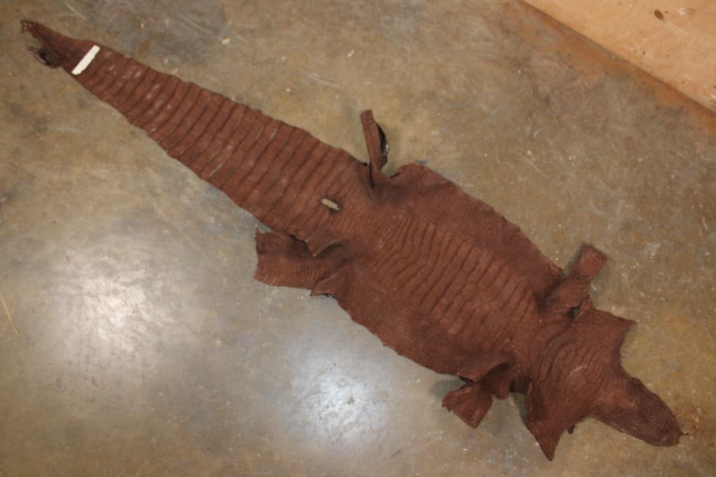 *New* Soft and Tanned "Chocolate" ALLIGATOR Belly Hide, Leather, or Skin - 6