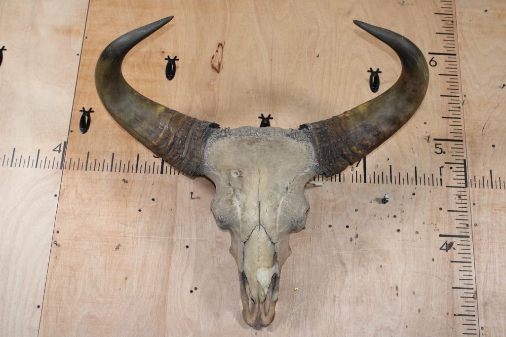 *TEXAS RESIDENTS ONLY* XL GAUR Skull (1 of 5)