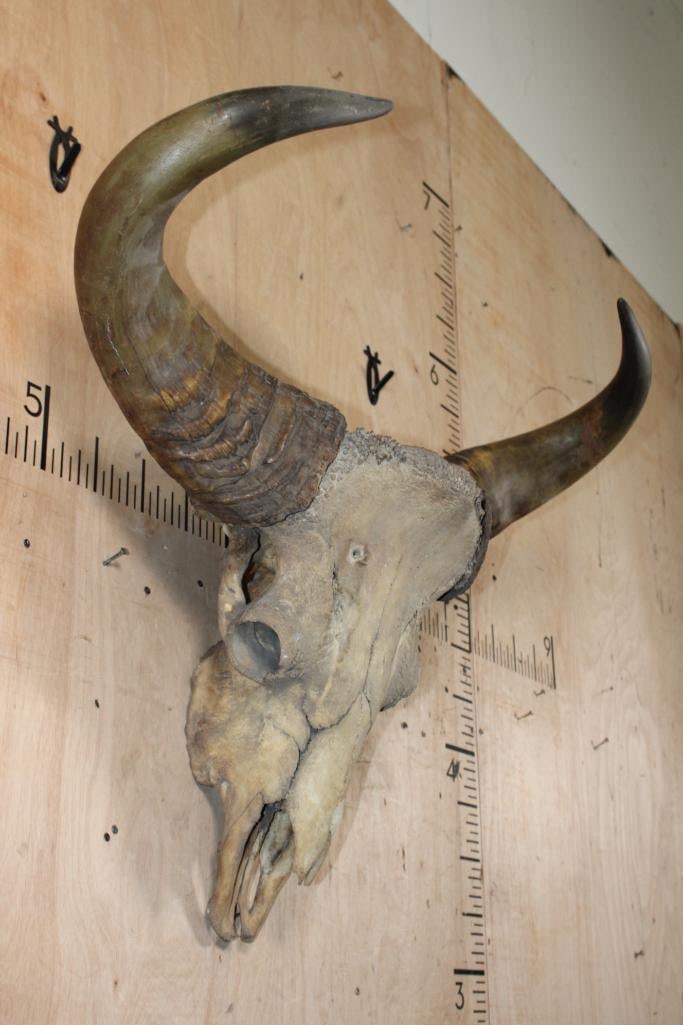 *TEXAS RESIDENTS ONLY* XL GAUR Skull - 2