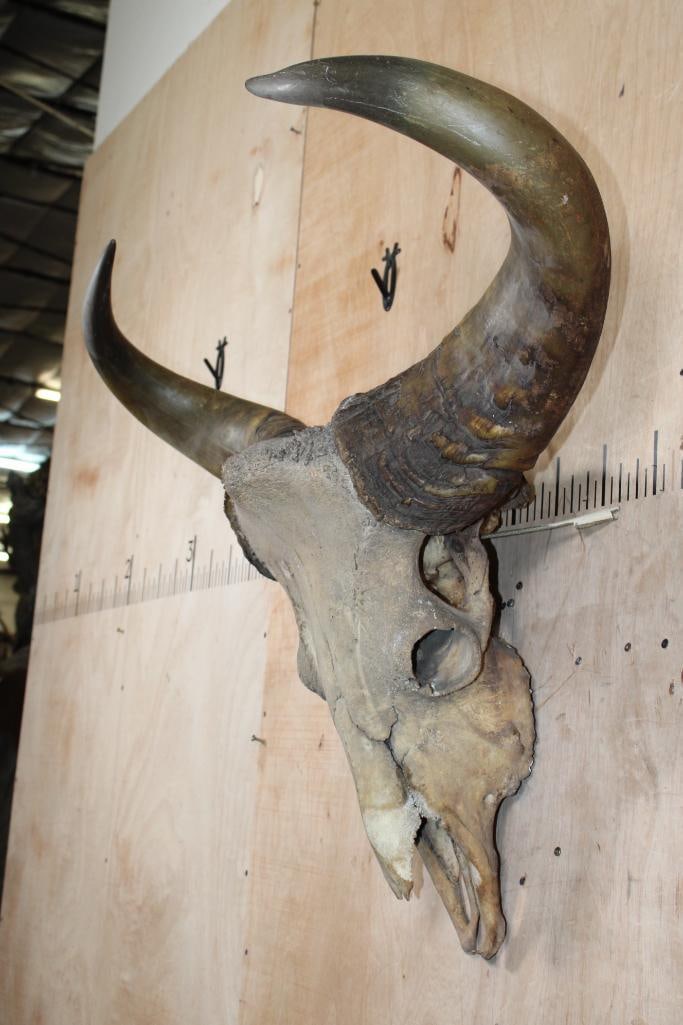 *TEXAS RESIDENTS ONLY* XL GAUR Skull - 3