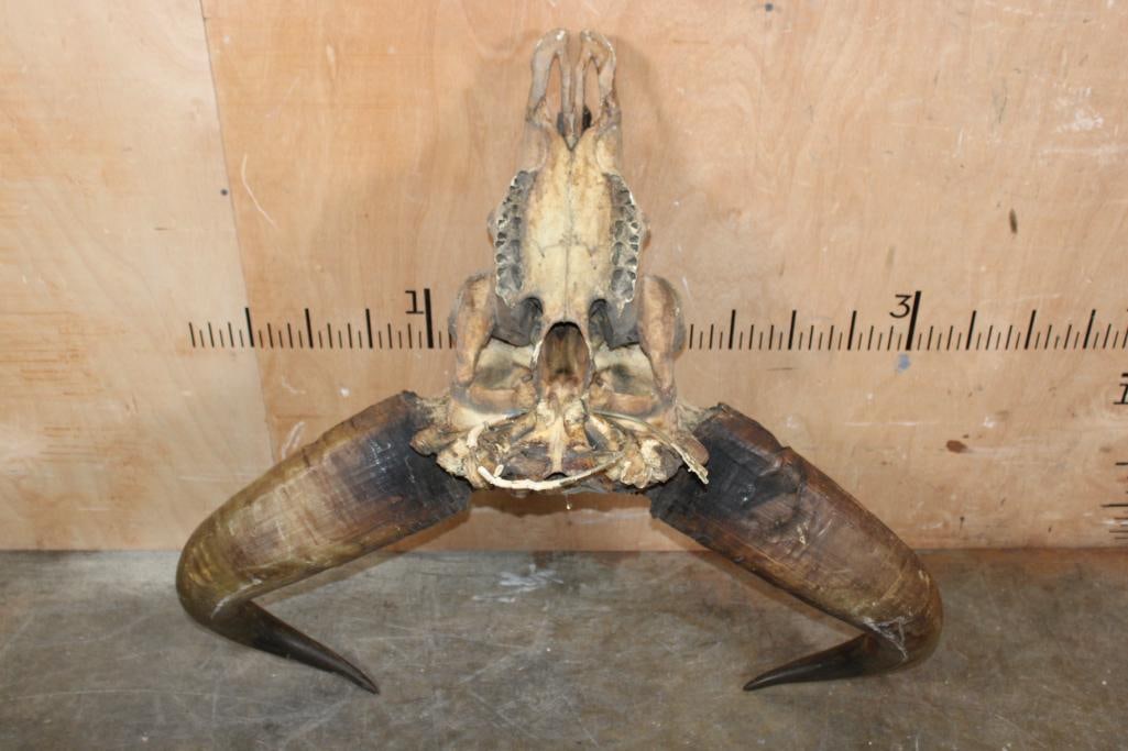*TEXAS RESIDENTS ONLY* XL GAUR Skull - 4