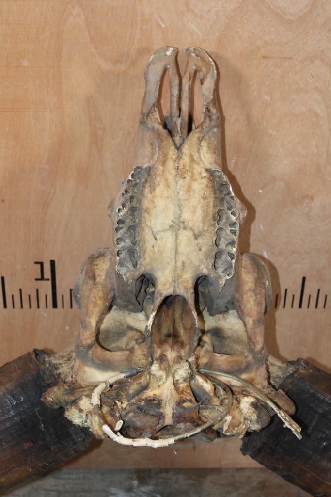 *TEXAS RESIDENTS ONLY* XL GAUR Skull - 5