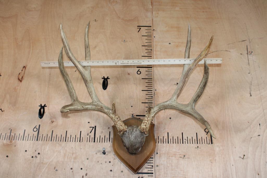 Big 11-Point MULE DEER Antler Rack on a Wood Shield Plaque - 2