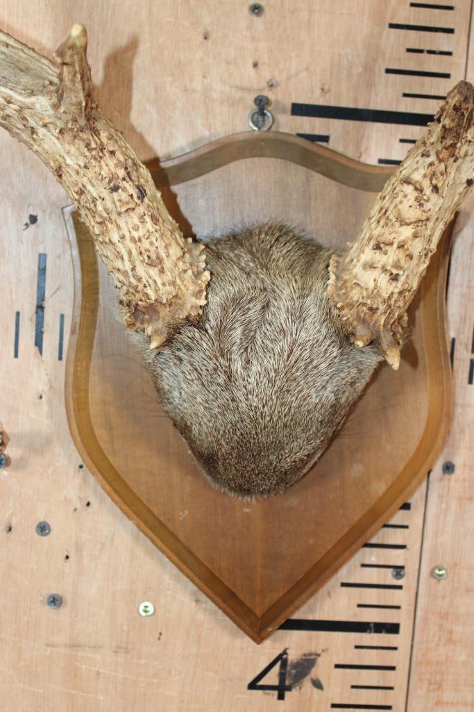Big 11-Point MULE DEER Antler Rack on a Wood Shield Plaque - 3