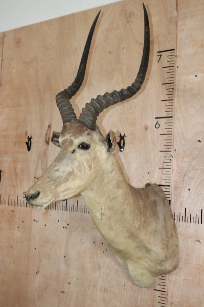 Big HIROLA Shoulder Mount - 2
